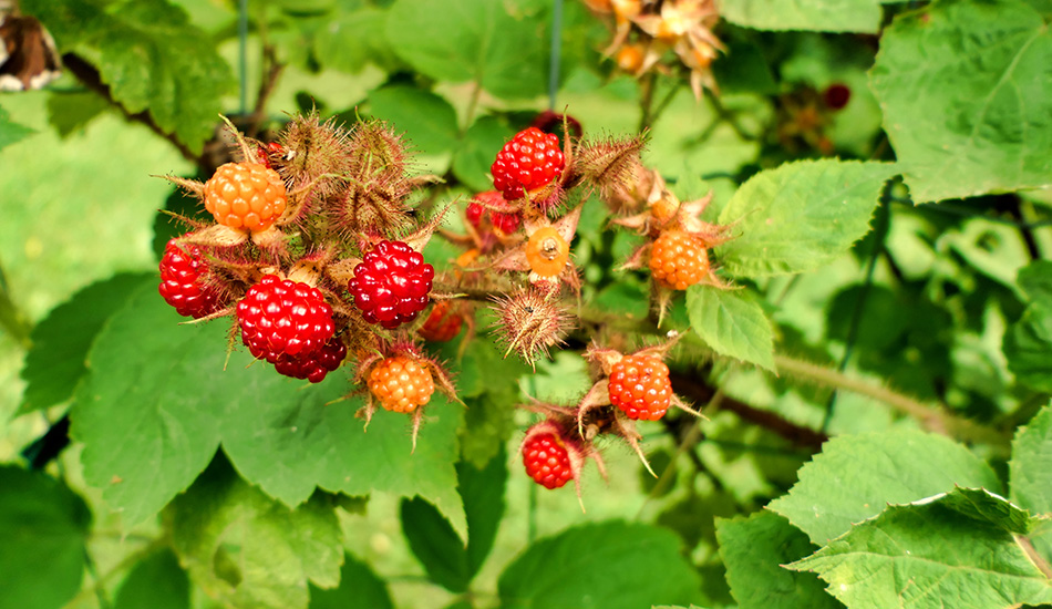 japanse wijnbes in de tuin