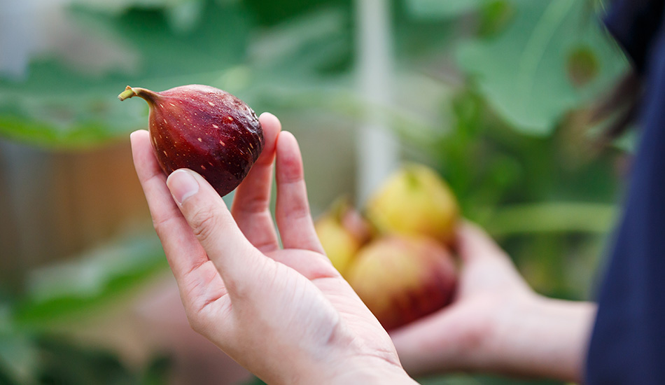 vijgen in de tuin